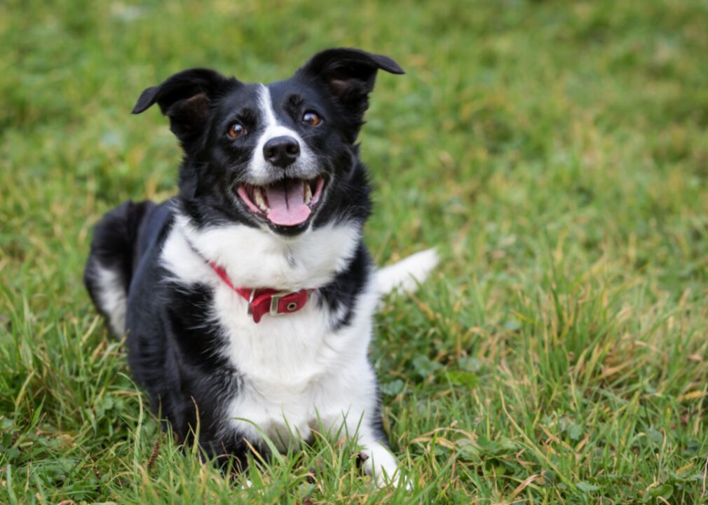 #31. Border collie